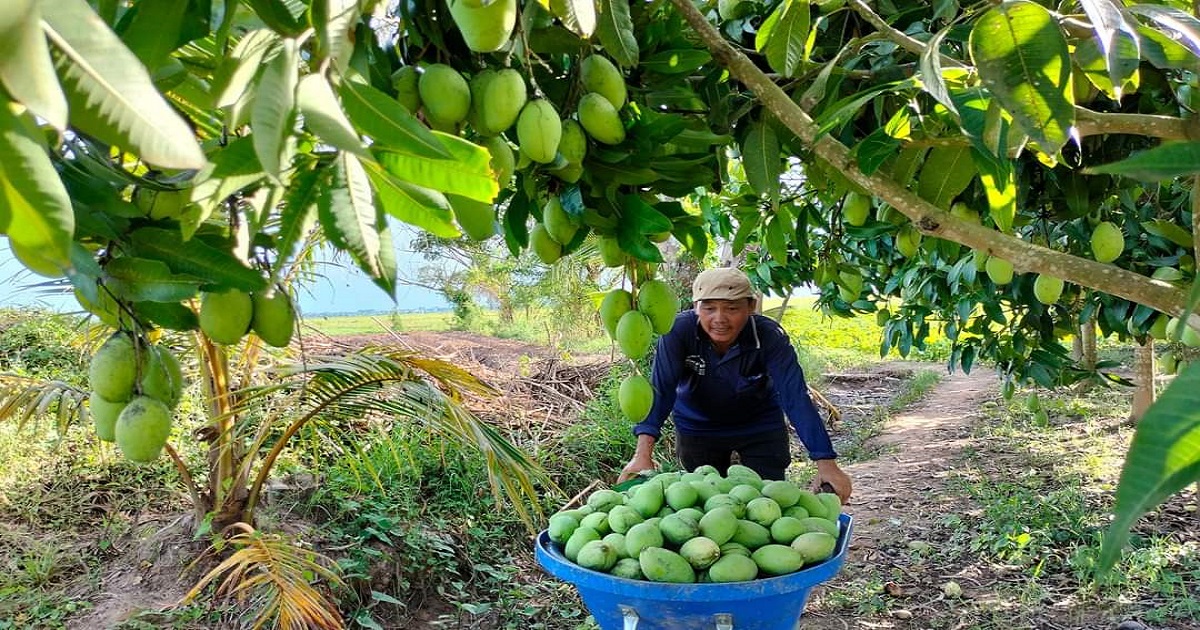 Nông dân trồng xoài